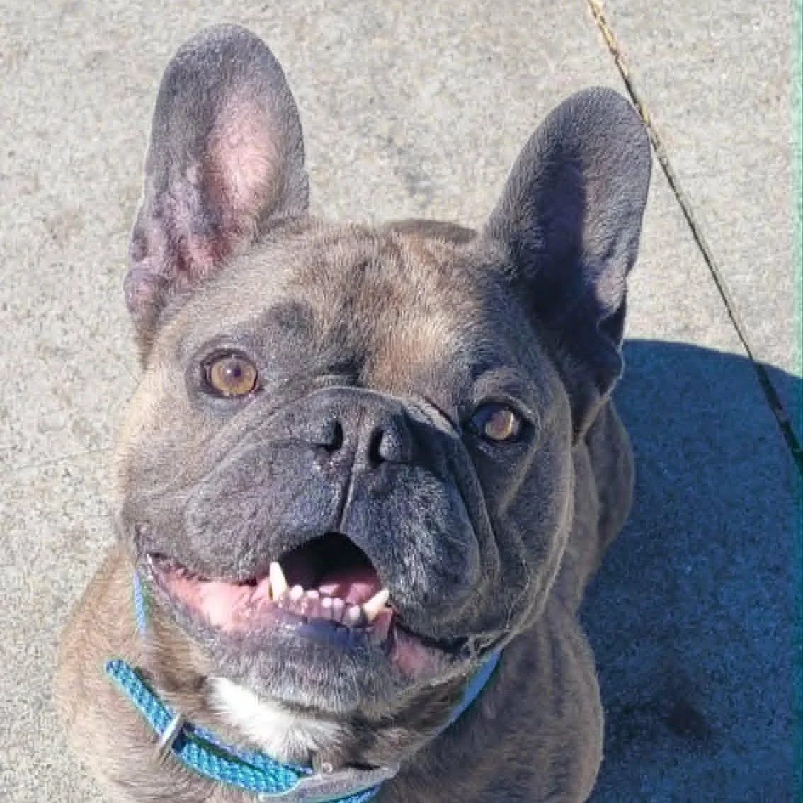 Pierre