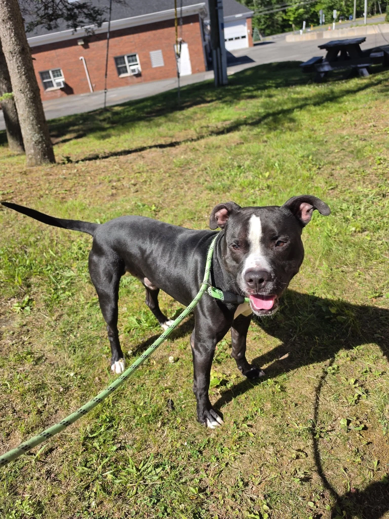 Archie