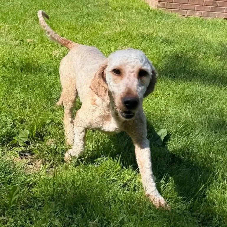 Name Pending - Cheshire Animal Control