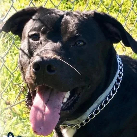 King - Danbury Animal Control