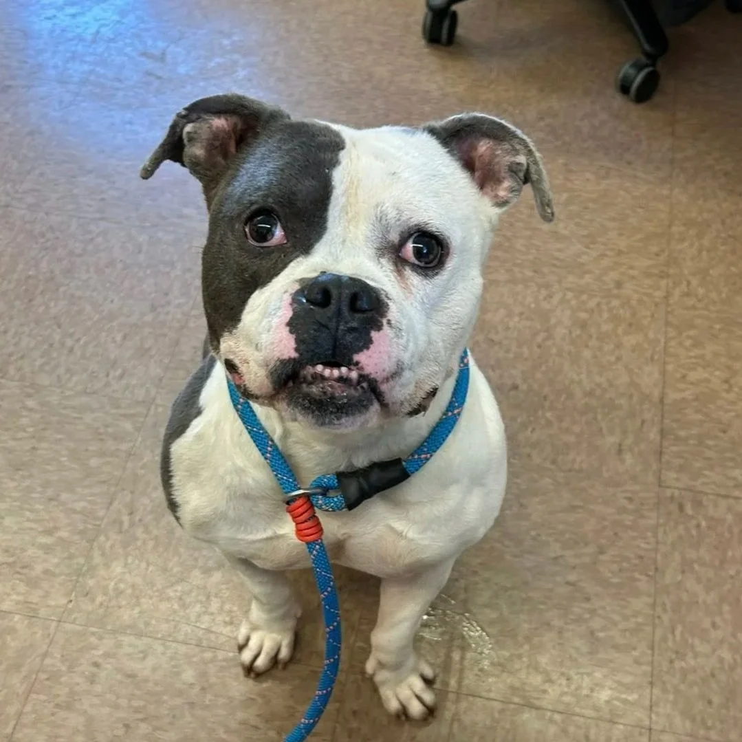 Hank - East Hartford Animal Control