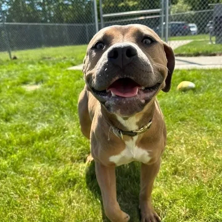 Chai - East Haven Animal Control