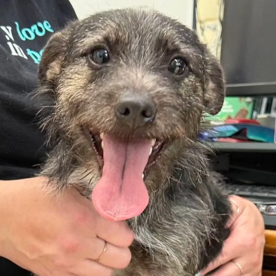 Scrappy Do - East Haven Animal Control