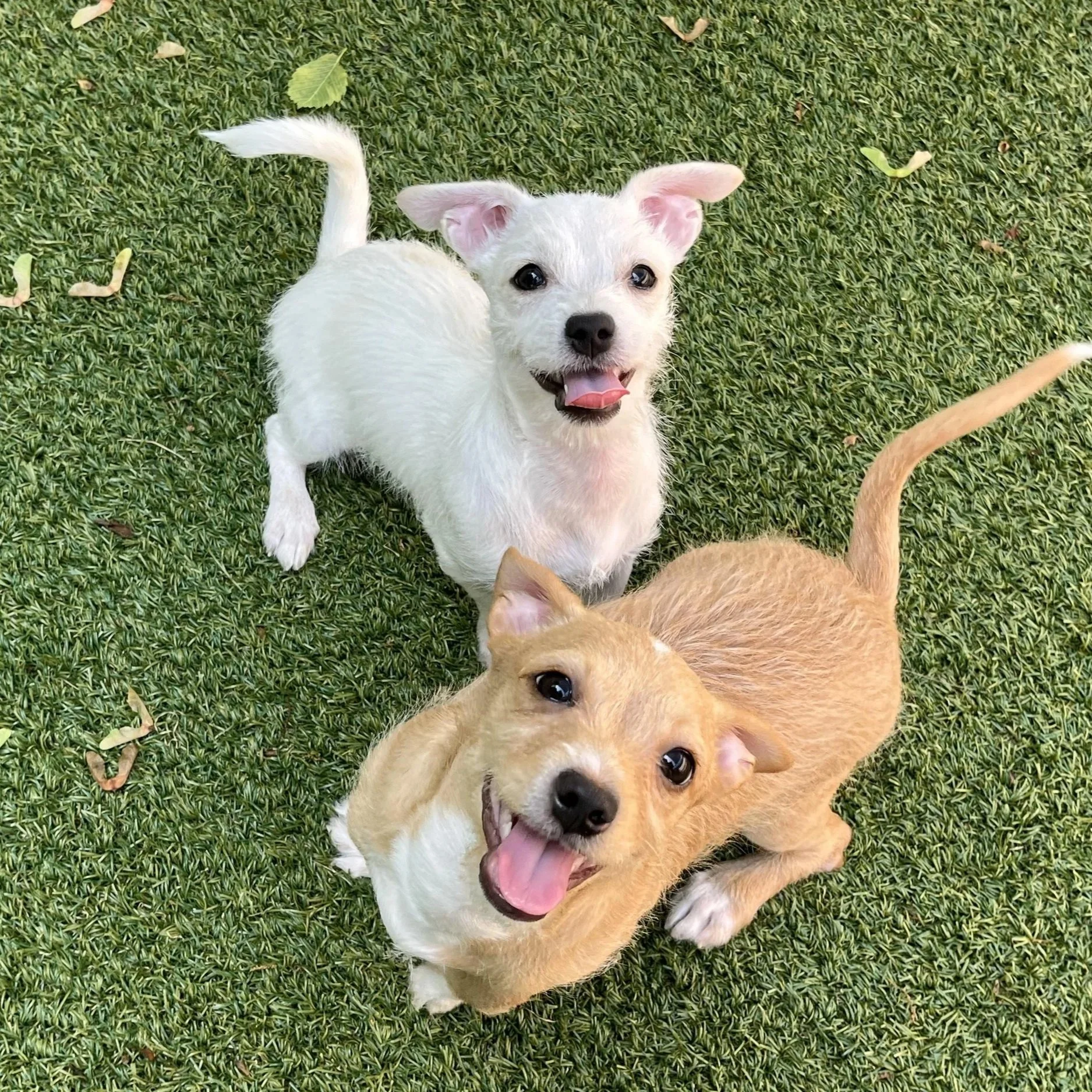 Cedar and Tulip - Greenwich Animal Control