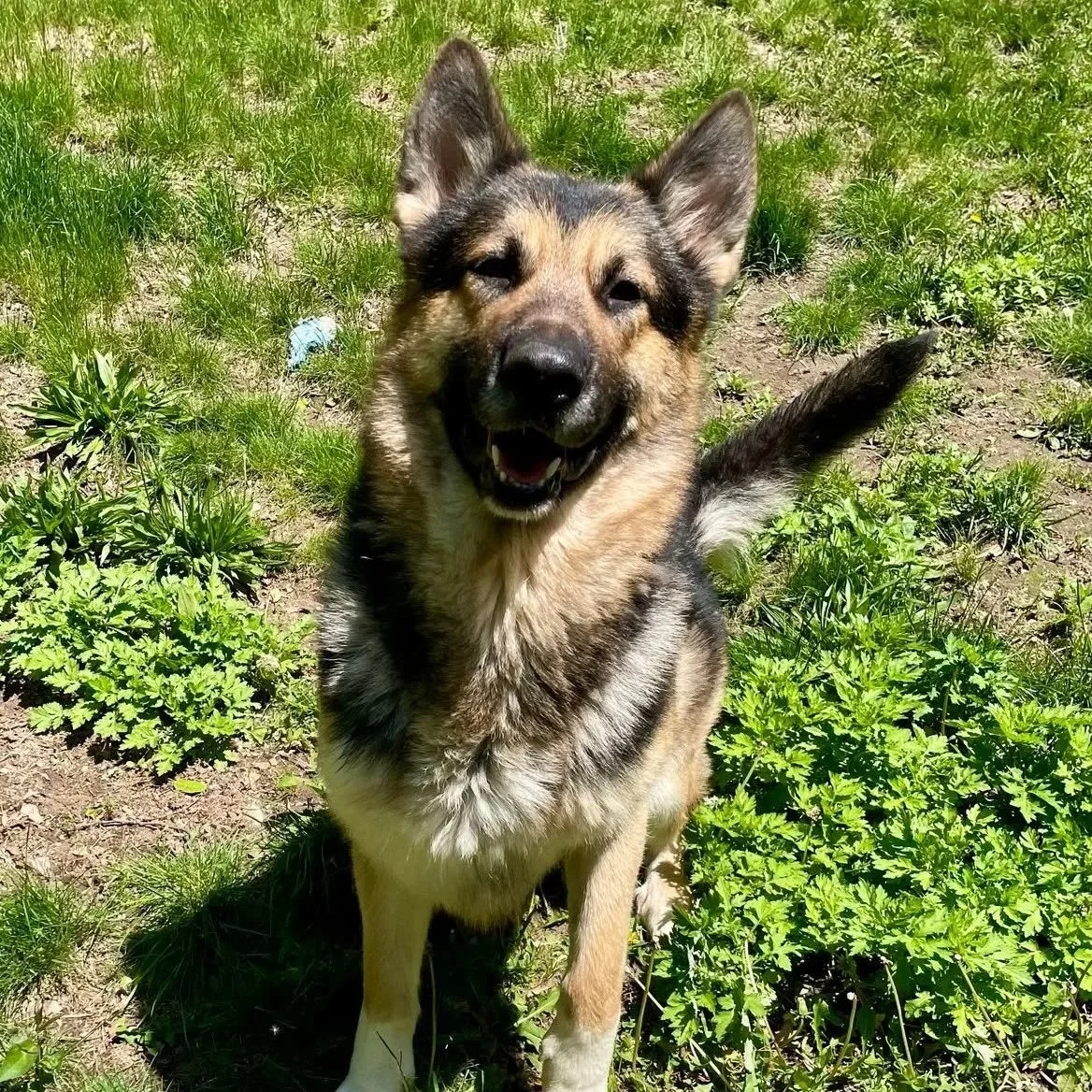 Bane - Groton Animal Control