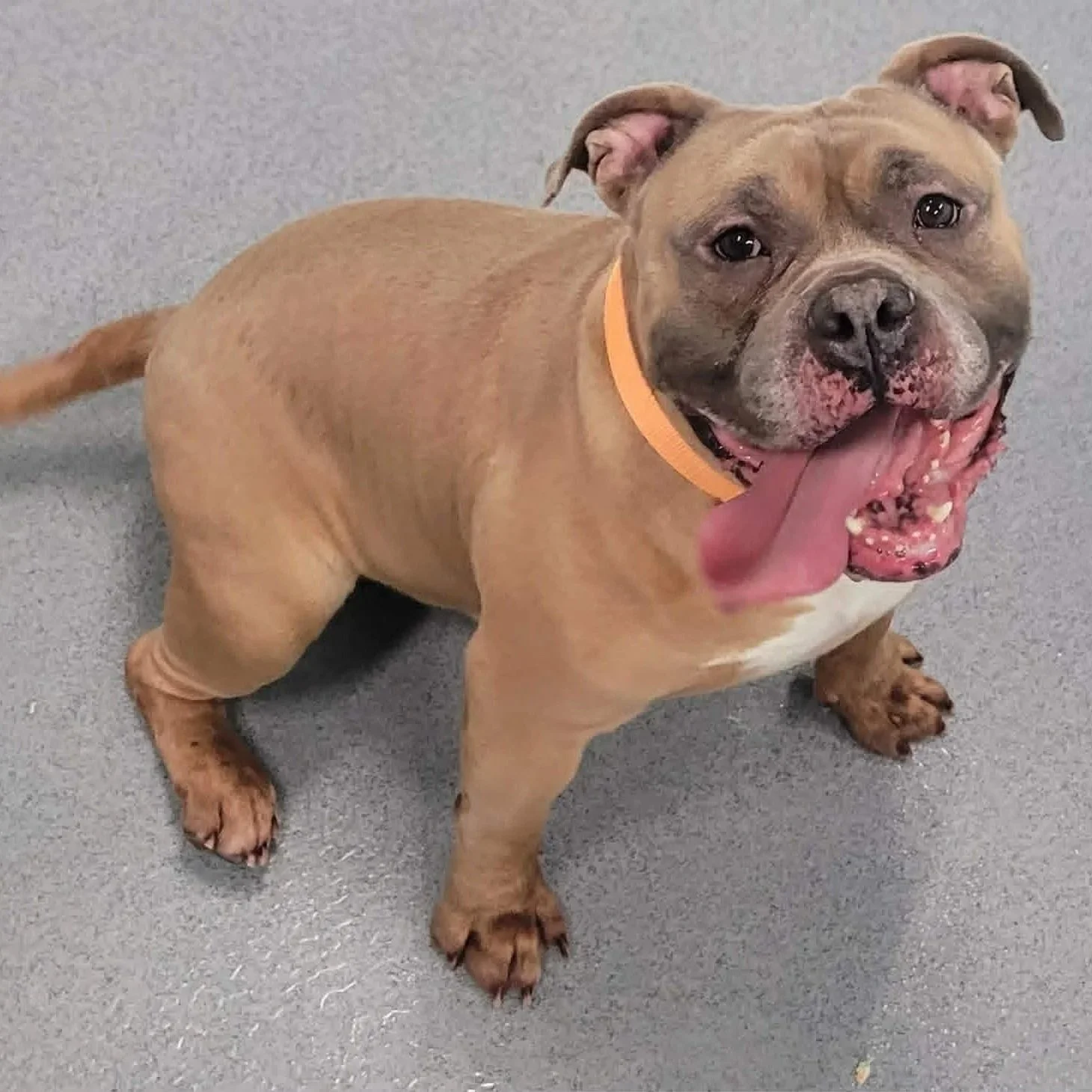 Humphrey - Meriden Animal Control