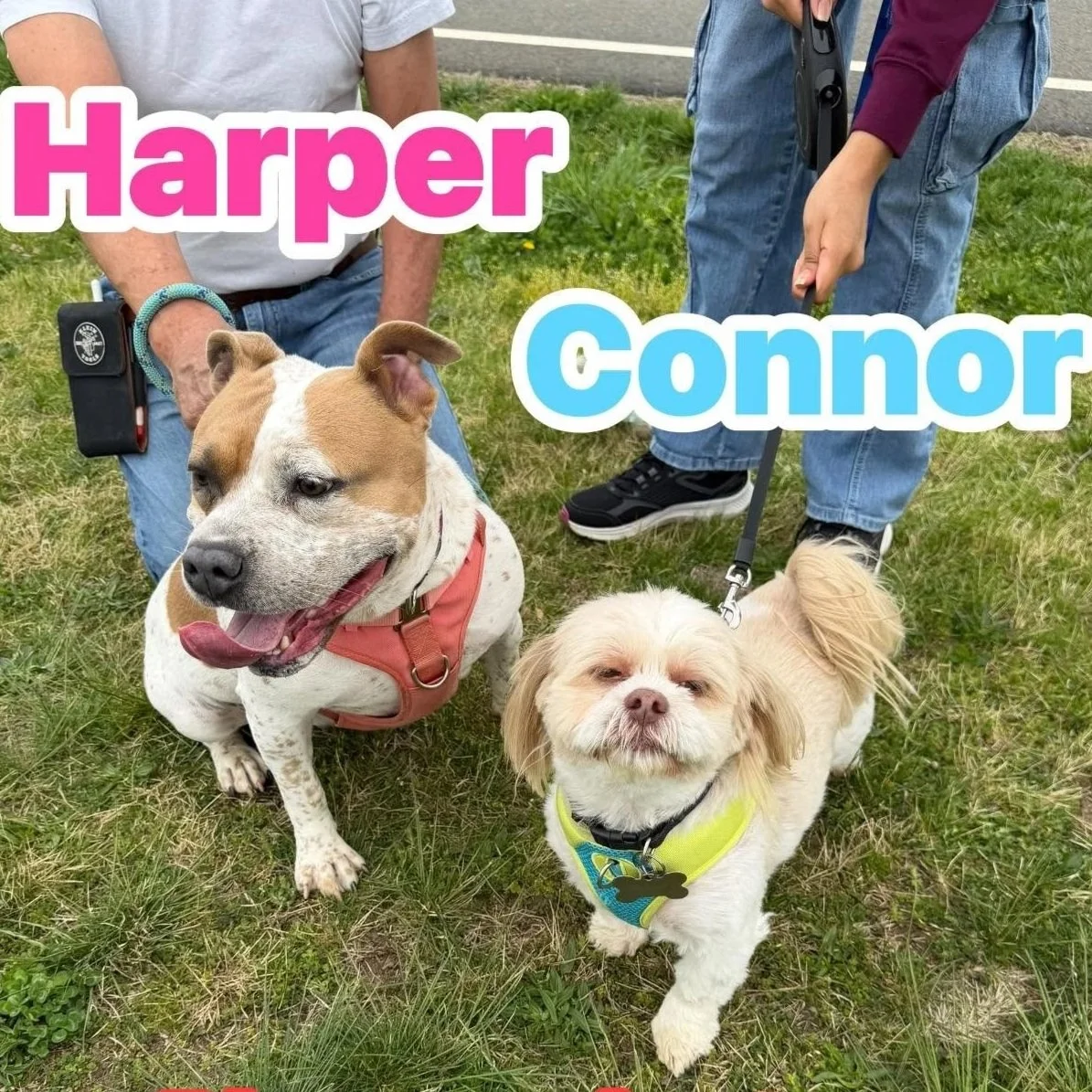 Harper and Connor - Milford Animal Control