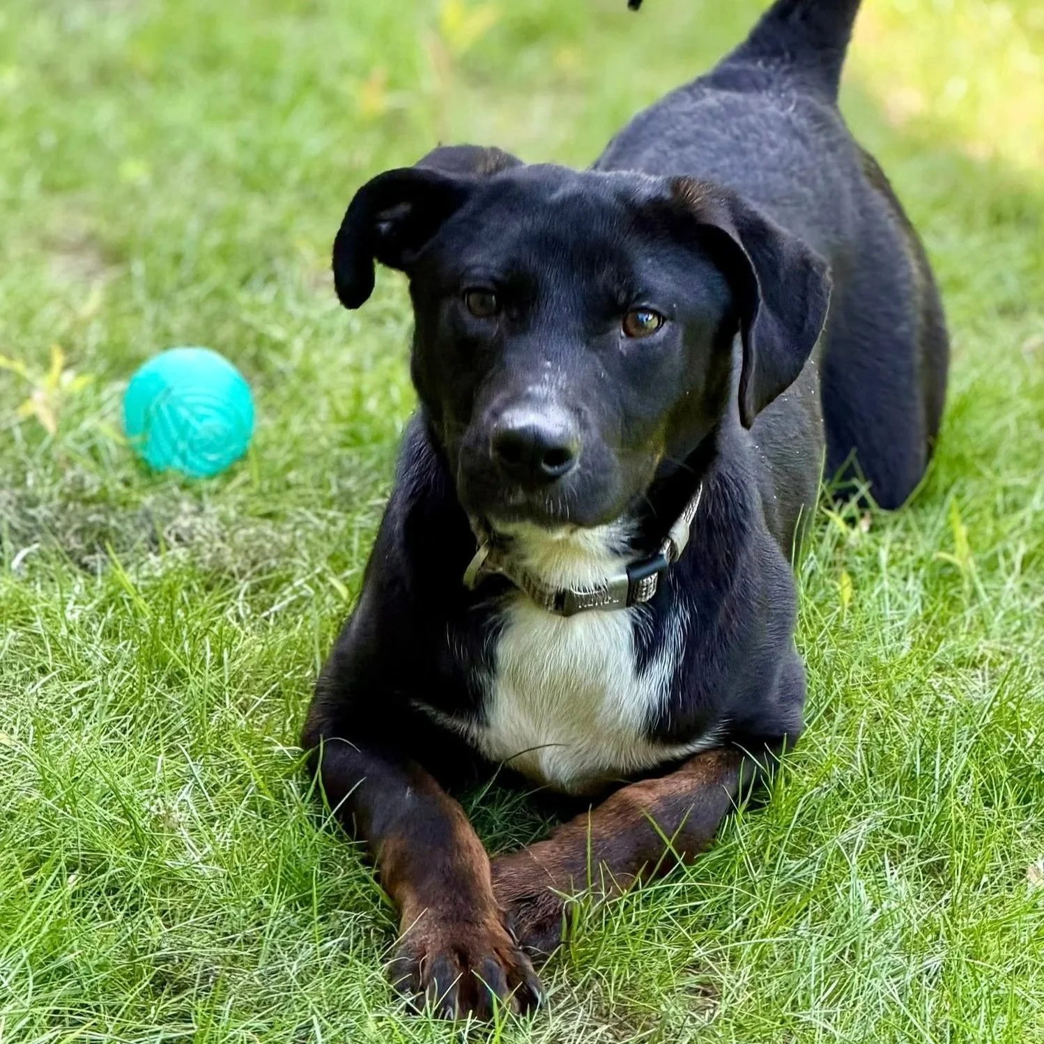 Eris- Montville Animal Control