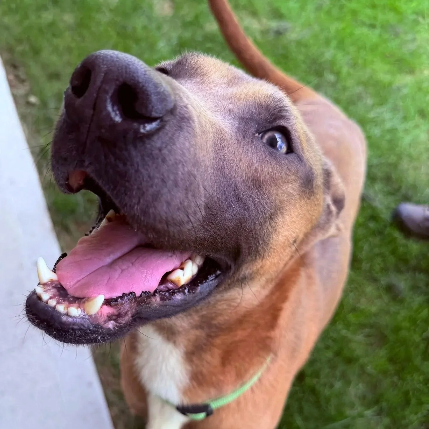 Mr. Man - Montville Animal Control