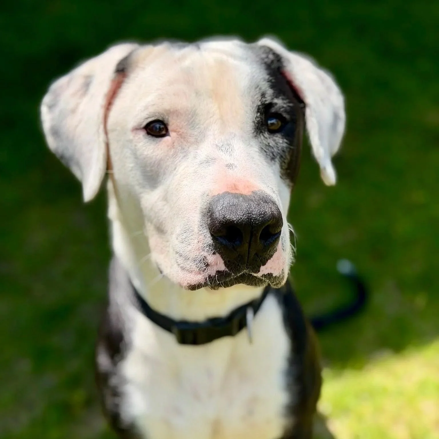Nix - Montville Animal Control