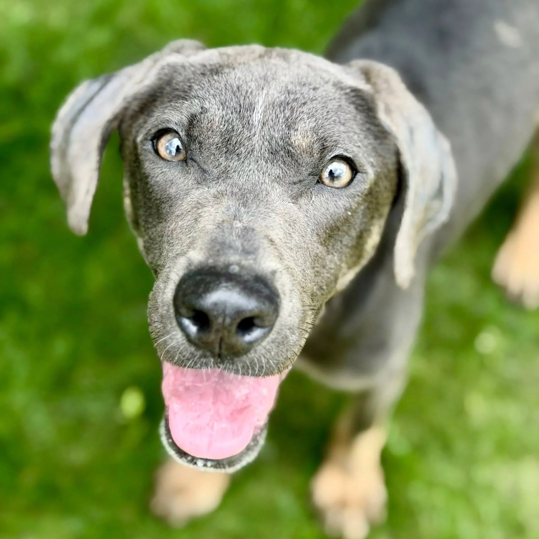 Noel - Montville Animal Control