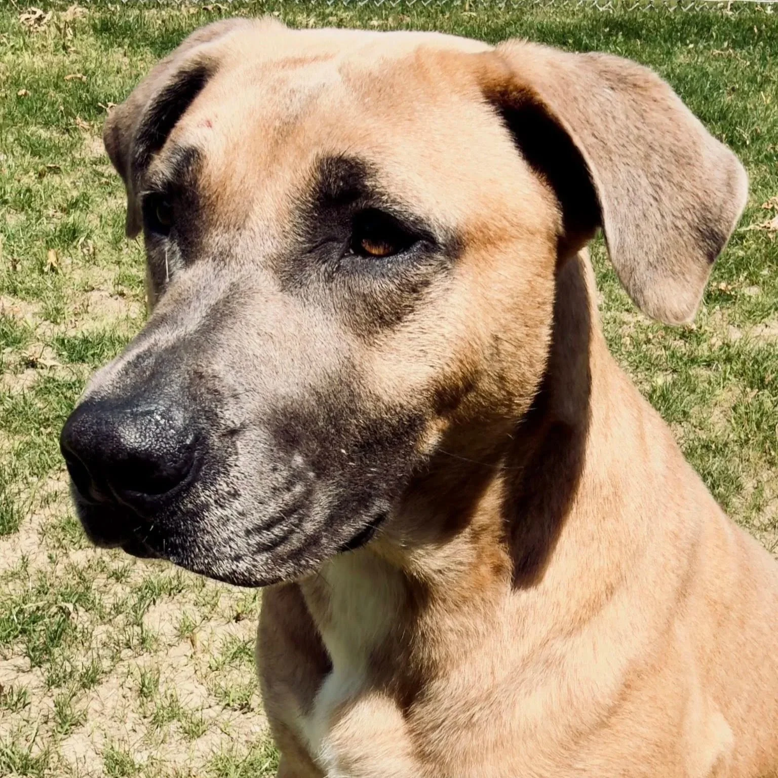 Phoebe- Montville Animal Control