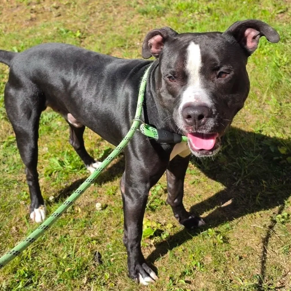 Archie - Naugatuck