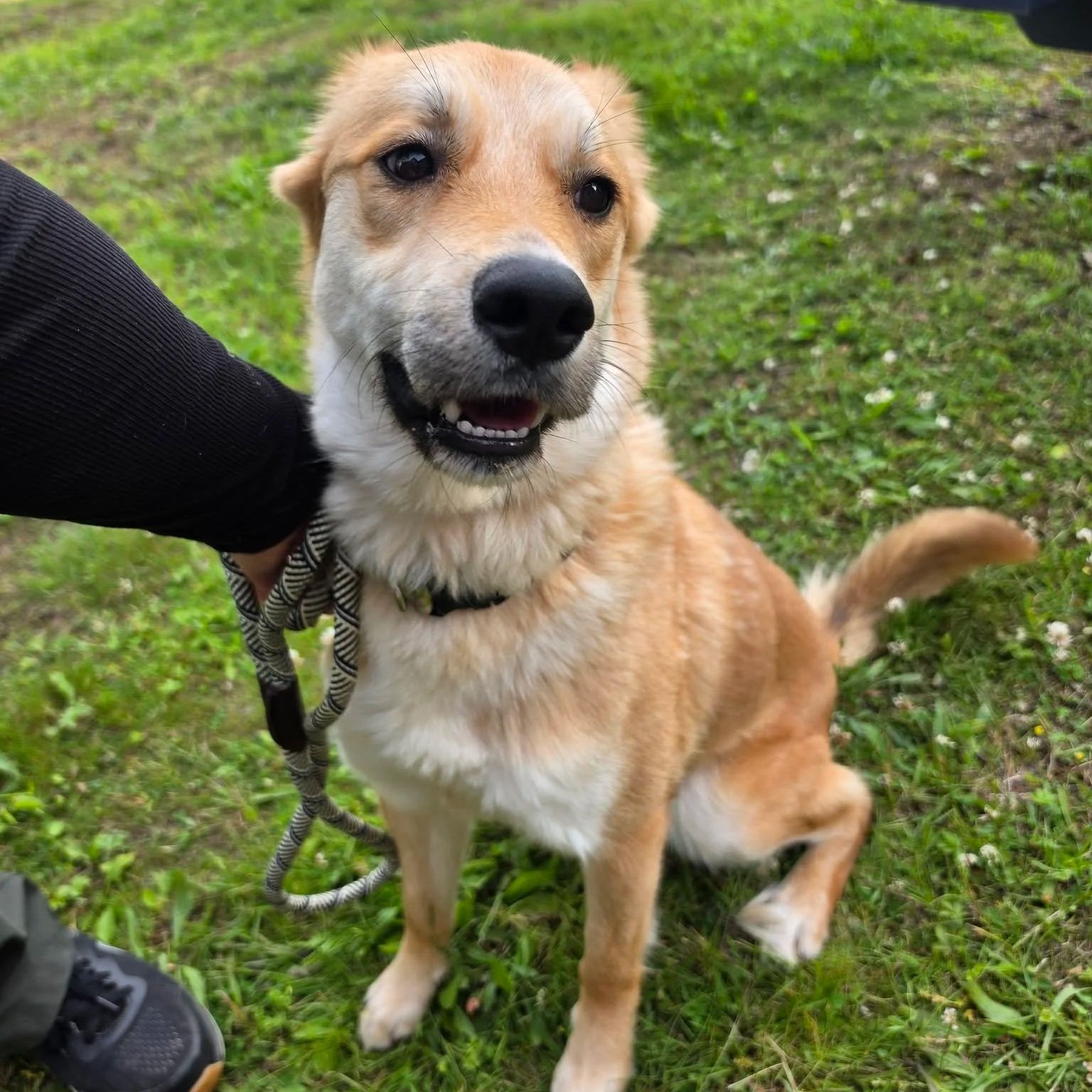 Foxy Roxy - Naugatuck