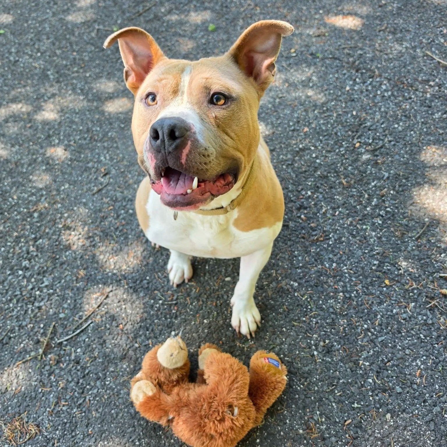 Jelly Bean - Naugatuck
