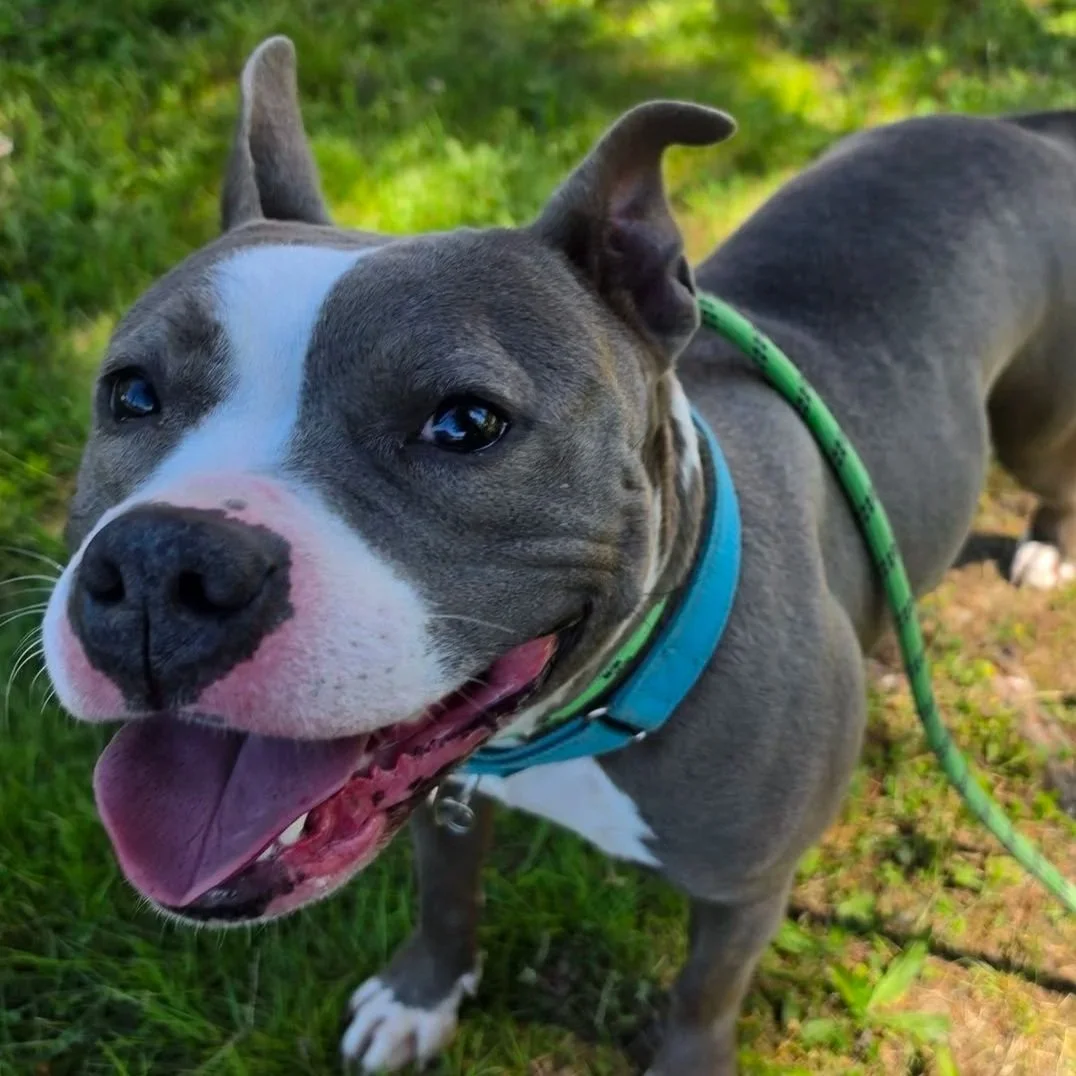 Violet - Naugatuck
