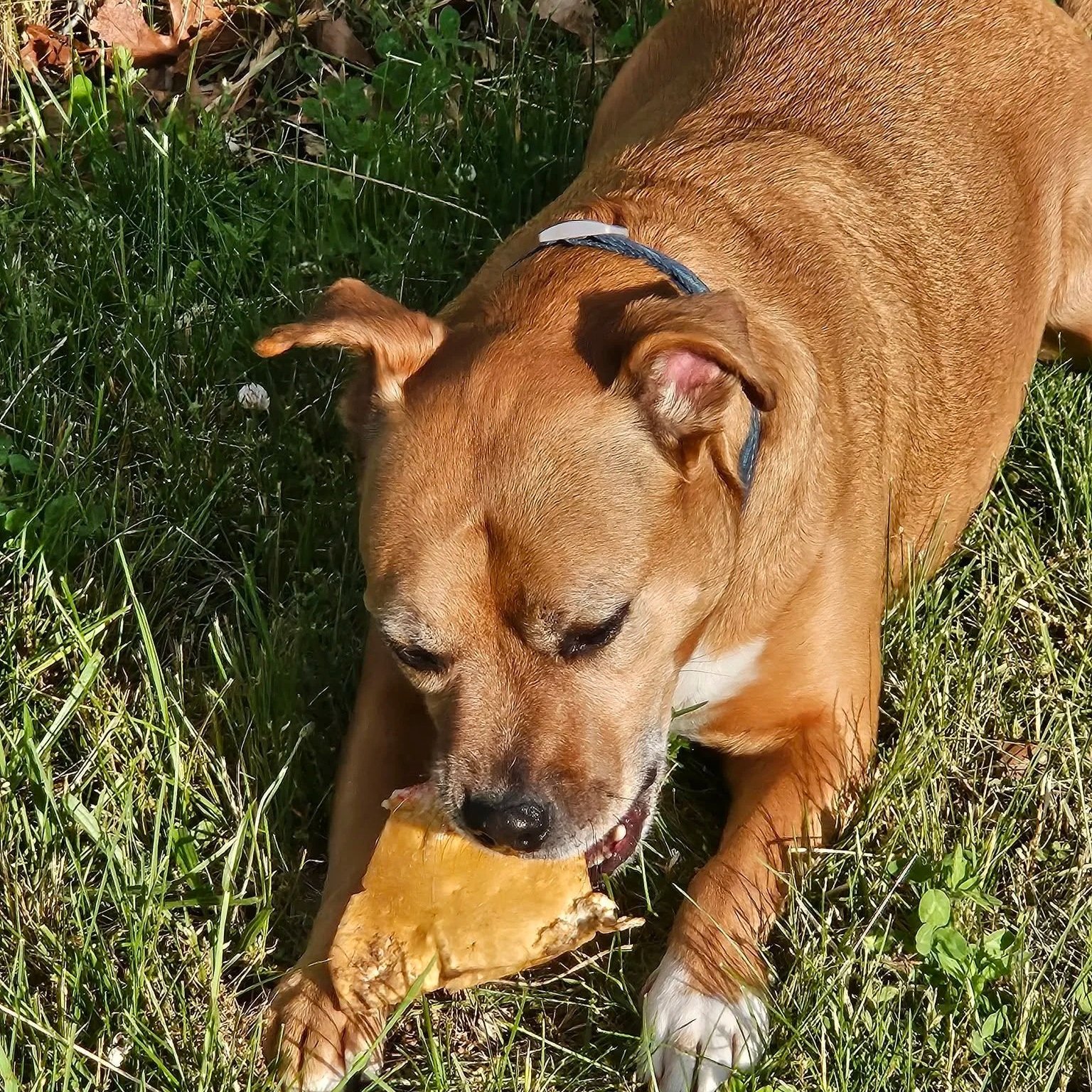 Gemma - New London Animal Control