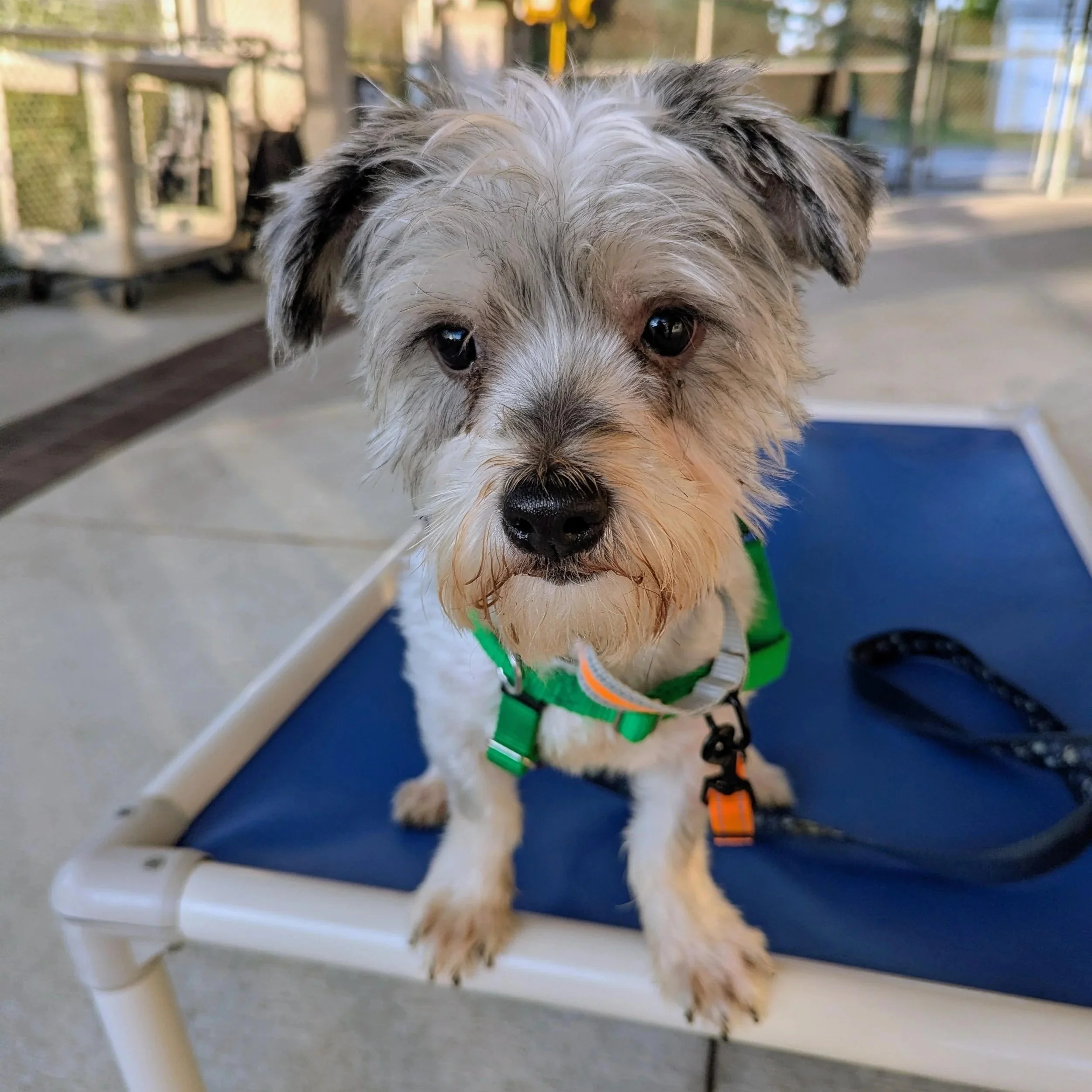 Ernie- Stratford Animal Control