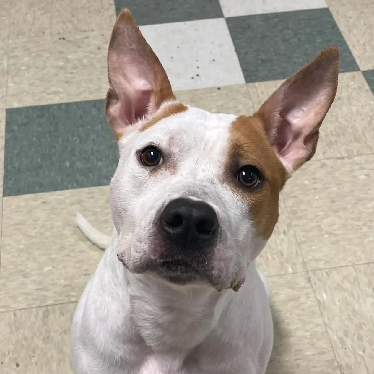 Joel - Stratford Animal Control