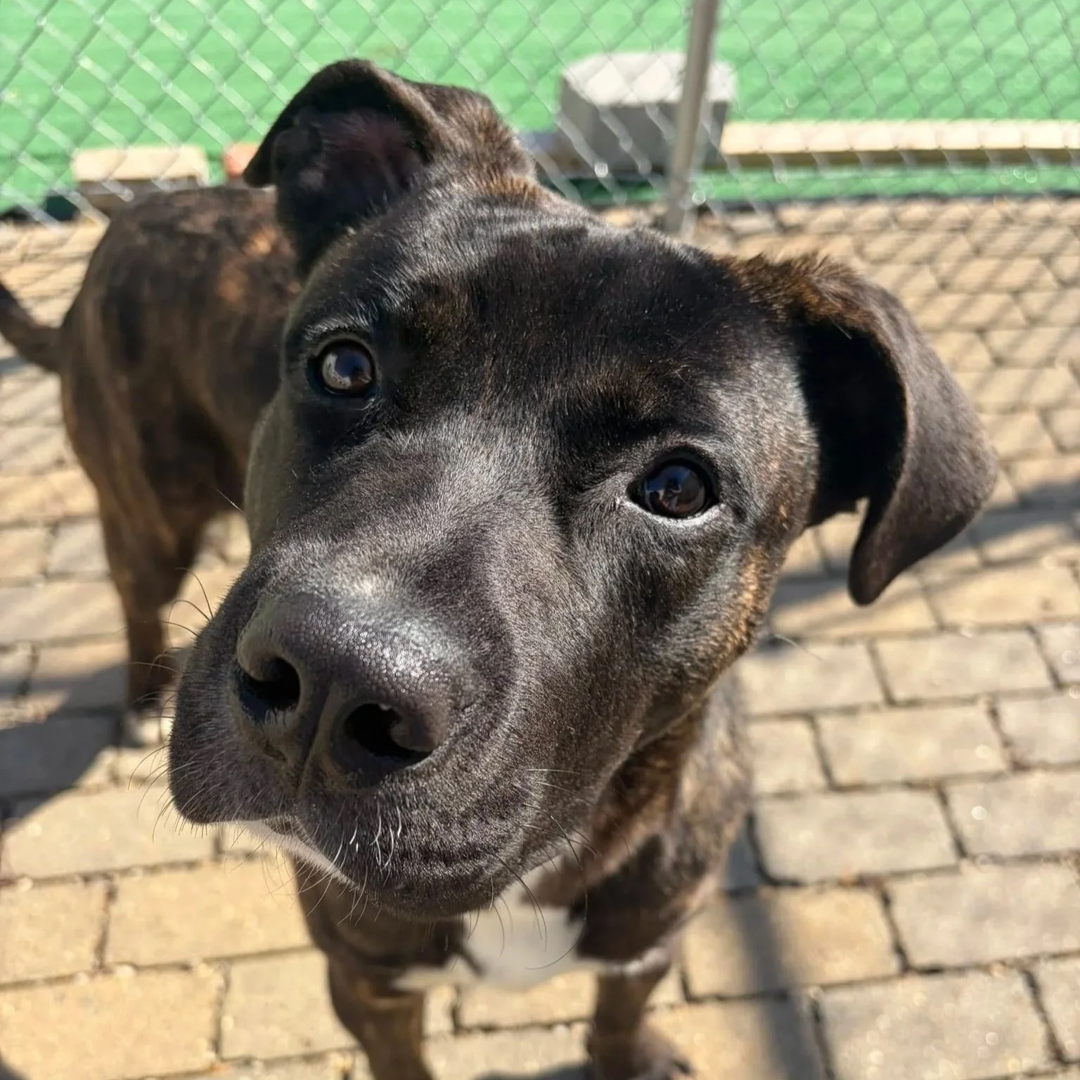 Bowser - Suffield Animal Control