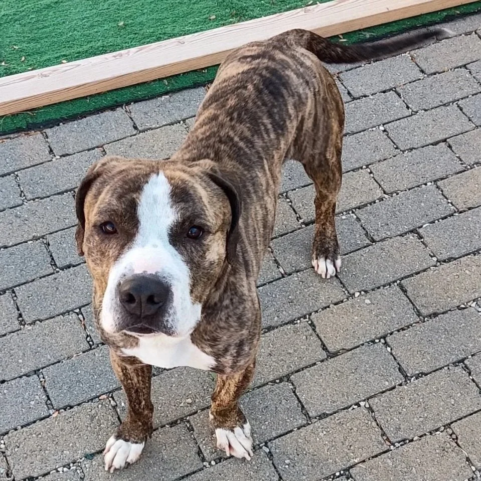 Yoshi - Suffield Animal Control