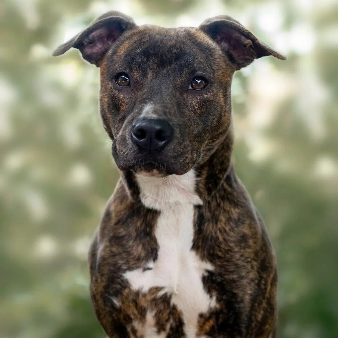 Cedar - Woodbridge Animal Control