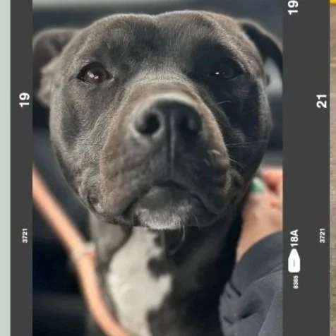 a dark gray to black bully face