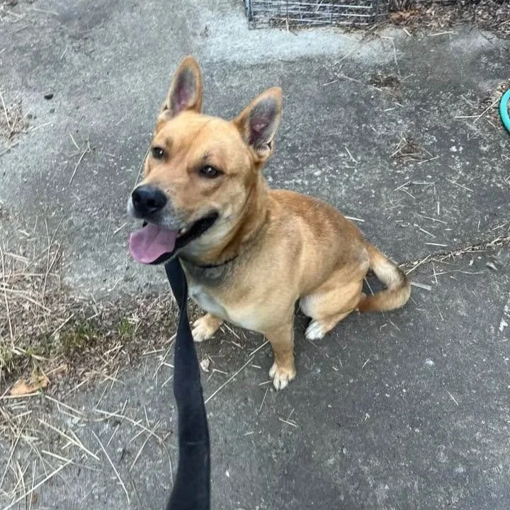 Buddy