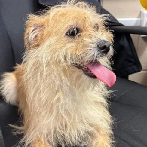 Fern: West Haven 1 year old mixed breed female