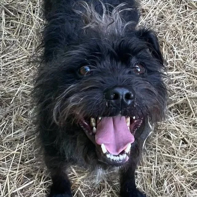 Scrappy Hartford: 3 year old dog friendly terrier mix male