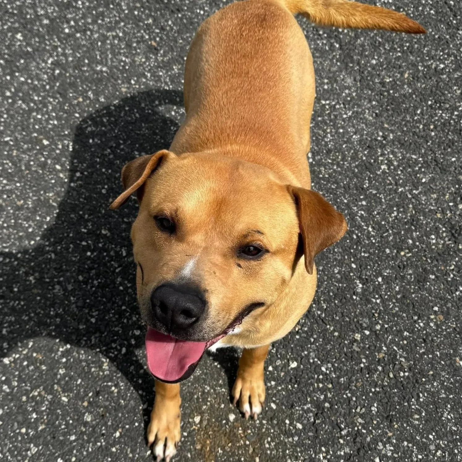 Remy: Stafford A 4 year old male Catahoula mix. No other dogs