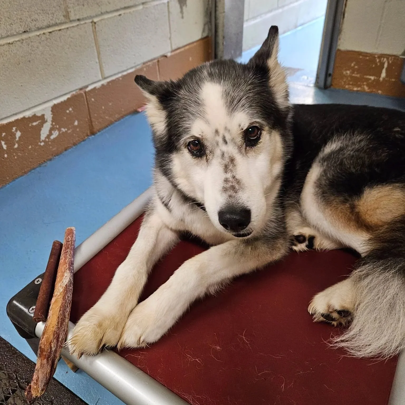 a senior husky with splotches on his nose laying on a dog bed inside a kennel