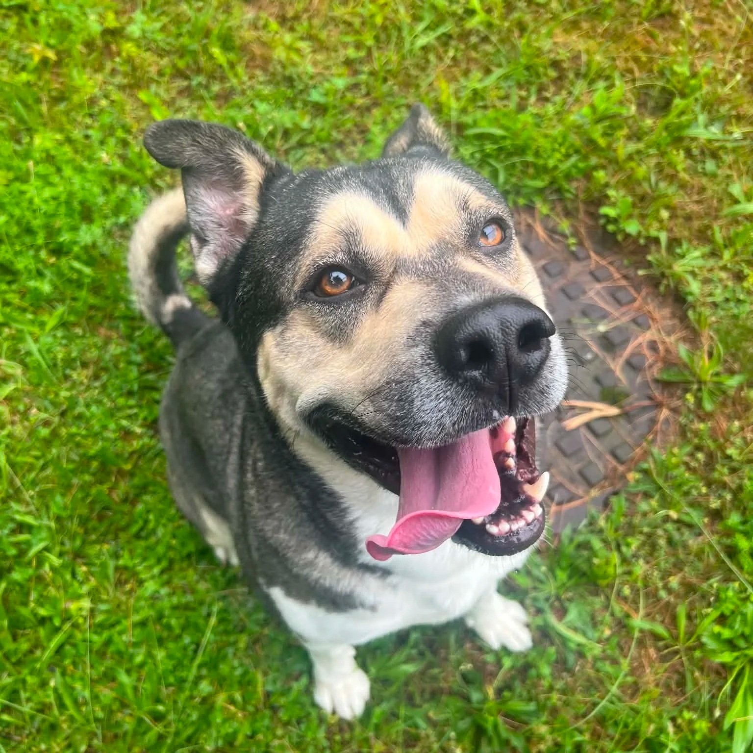 a goofy tri colored mixed breed