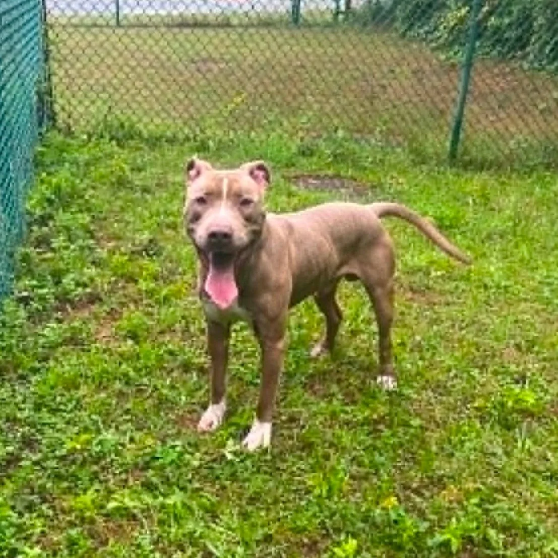 a brown pitbull with white sock