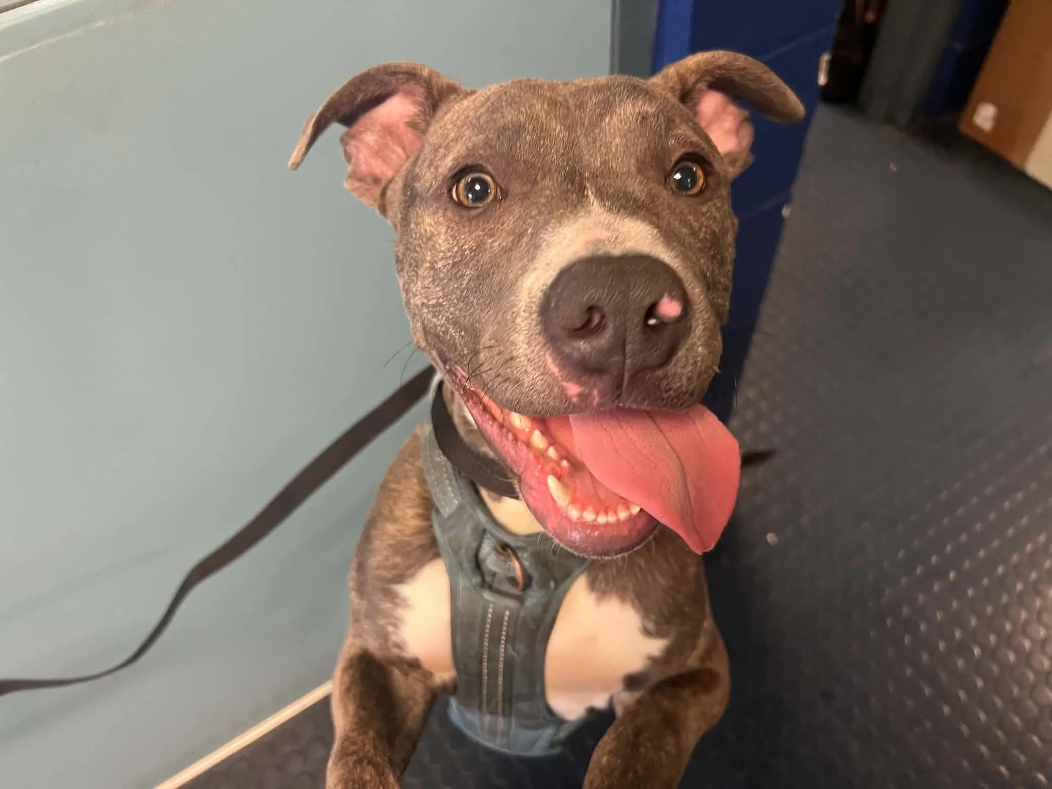 a smiling gray and white pitbull