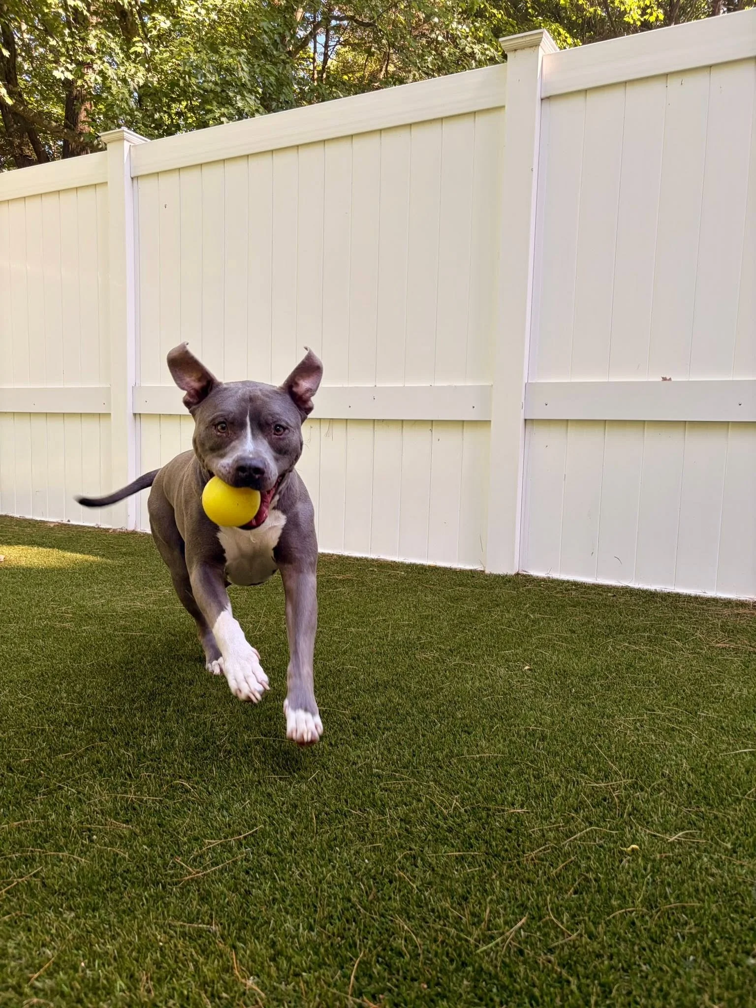 Sampson