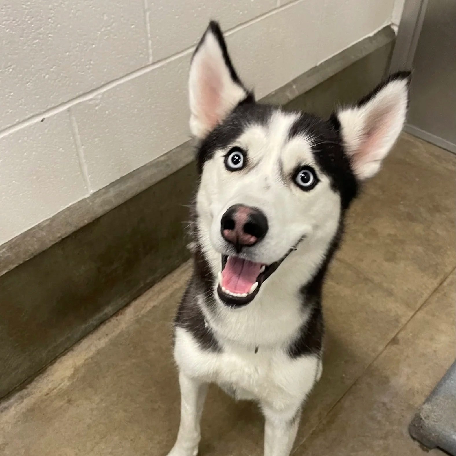Elvis in Groton: 2 year old Neutered and dog friendly male Husky