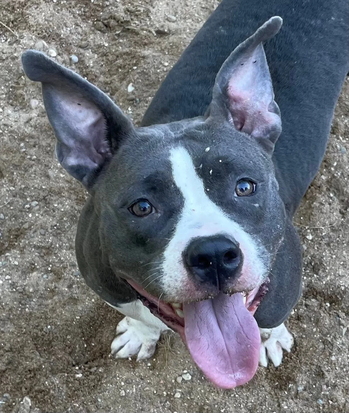 Birdie in Hartford: A 2 year old dog friendly female pitbull