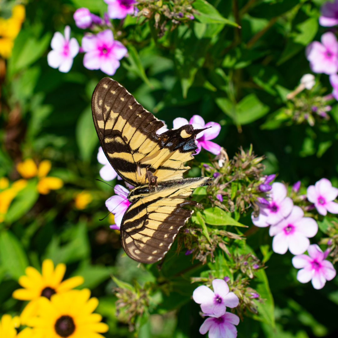 Connecticut College Arboretum