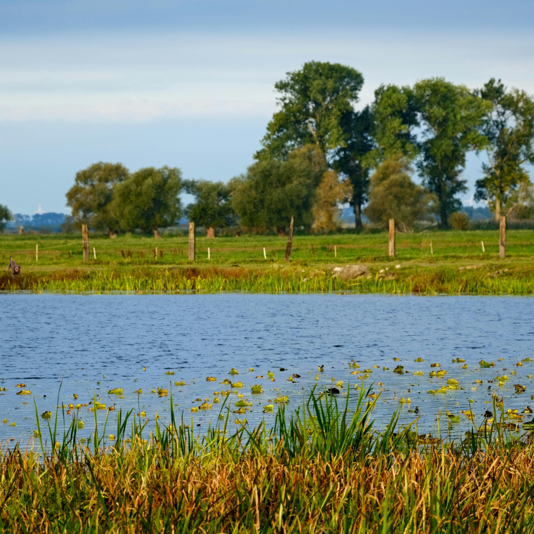 Grace Farms