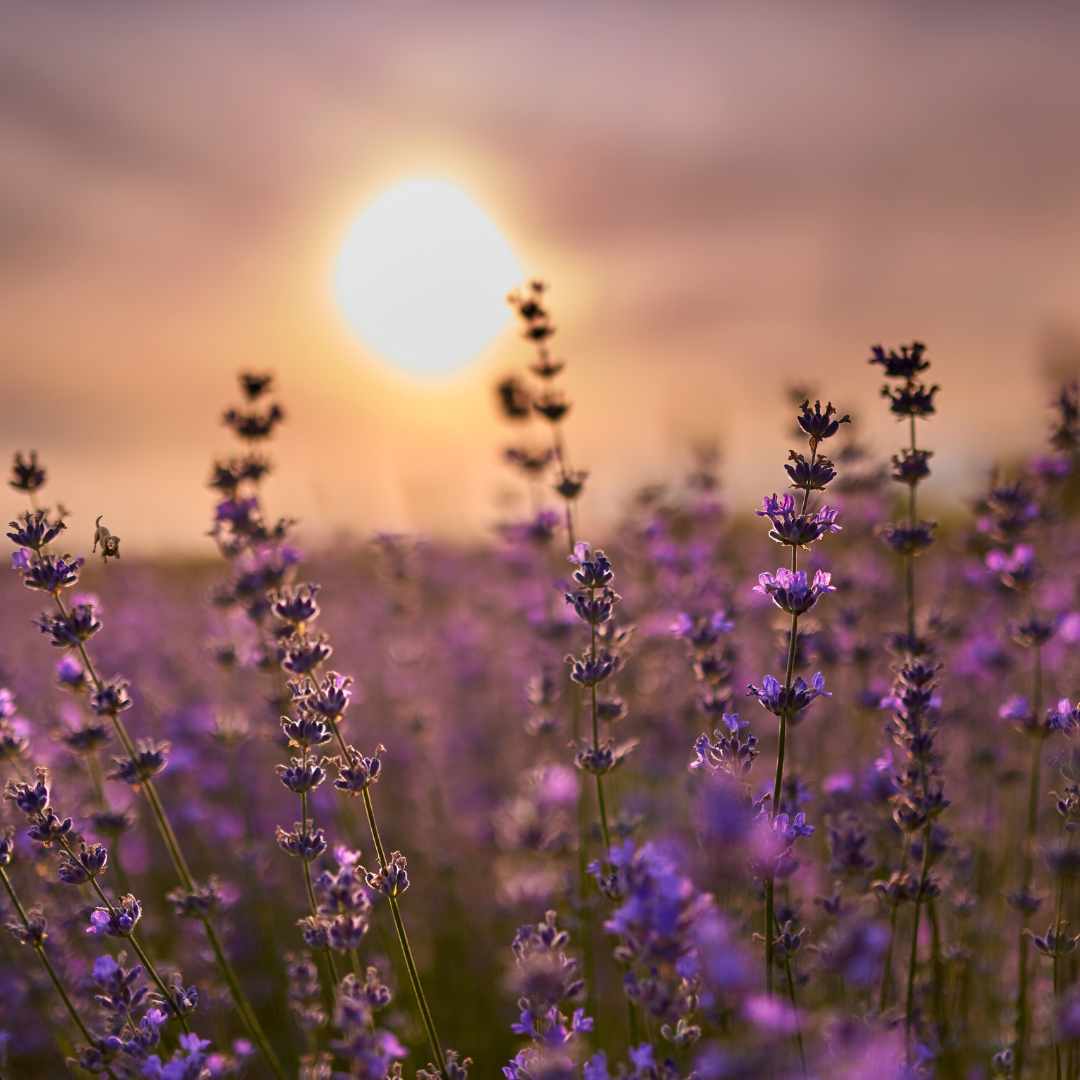 Discover Lavender Pond Farm