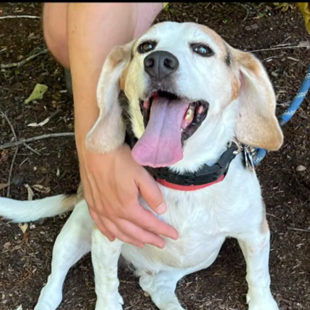 Finn in Trumbull: A 6 year old neutered male beagle