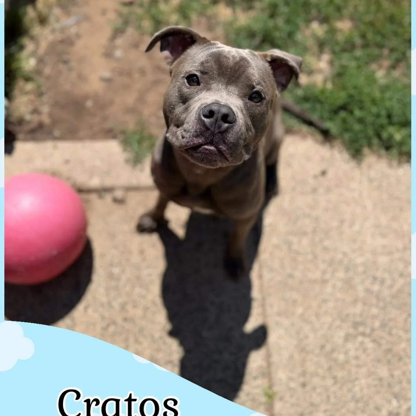 Cratos in West Haven: A 1 year old dog friendly male