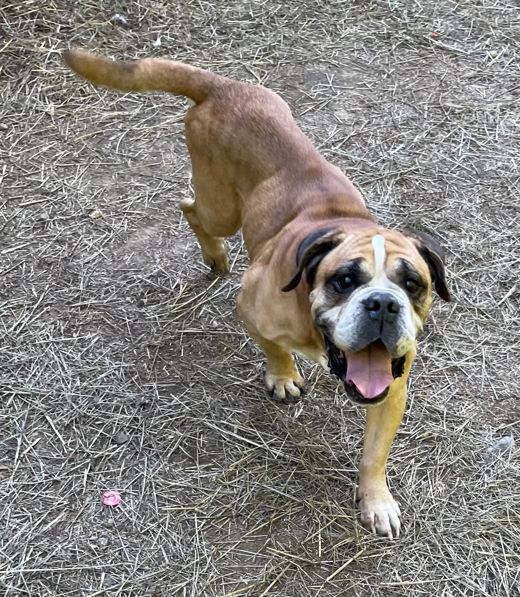 Hank in Hartford: An 8 year old male dog friendly bulldog mix