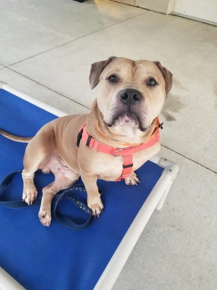 Diego in Stratford: A 5 year old neutered male pitbull mix