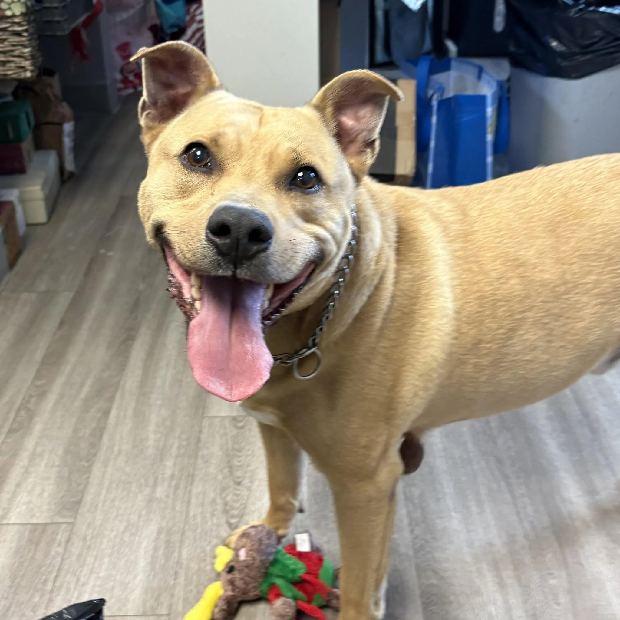 Tyson in Milford: A neutered 9 year old male