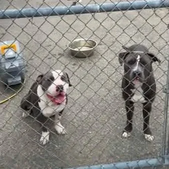 Bonded Pair