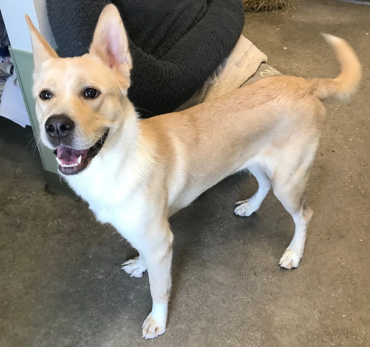 Popcorn in Windsor: A 2 to 3 year old dog friendly female