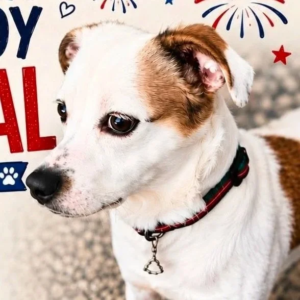 a jack russell mix with red and blue images behind