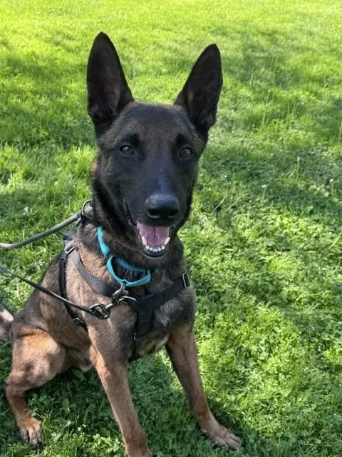a belgian malinois